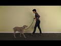 stopping your dog from pulling