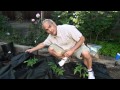 4.1 - Practical Gardener - Planting tomatoes, squash, peppers, and eggplants