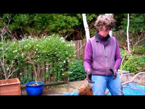 Root Pruning Japanese Maple Container Gardens with Tricia Smyth Step By Step Directions On Root Pruning Japanese Maples Includes A...