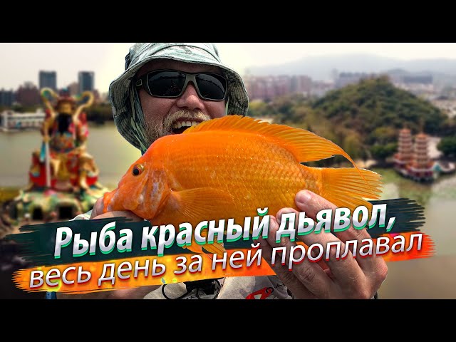 РЫБАЛКА В ЛОТОСАХ НА КАЯКЕ! Лодочный рыболовный турнир. Рыба красный дьявол.
