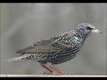 Song Of Starling Canto Del Storno images Song Of Starling Canto Del Storno