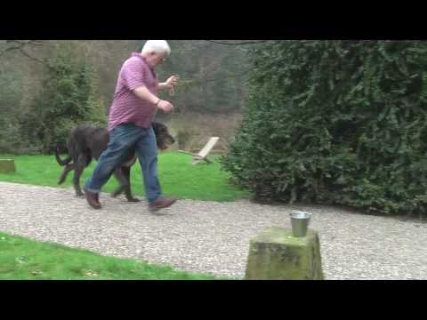 scottish deerhound 2011