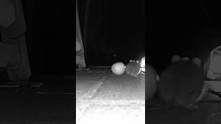 Mouse Approach Apple Angle 2