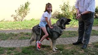 Child Riding Dog