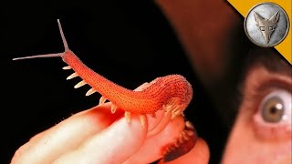 Ultra Rzadki Aksamitnik Niesamowite Odkrycie Brave Wilderness Polski