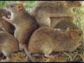 Of rice and rats: An introduction to ecologically based rodent management