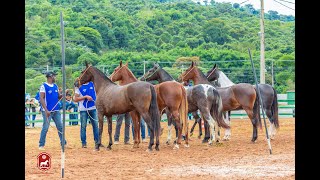 VI EXPOSIÇÃO ESPECIALIZADA DO MANGALARGA MARCHADOR DE JUIZ DE FORA 2019