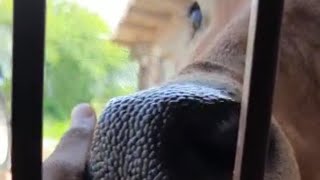 Indian Cow Licking Mans Hand