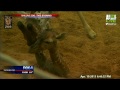 Katie the giraffe gives birth at Dallas Zoo