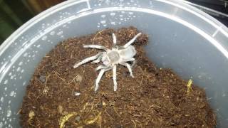Cyrthopolis Cursor Tarantula Rare