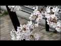 Sakura: Cherry Blossoms at Keage and Nanzen-ji Temple. Kyoto.