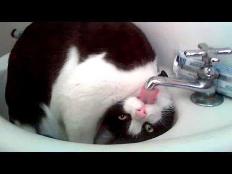 Most Amazing 1 Hour of Cute Kids And Pets 2018 | Funny Pet Videos!