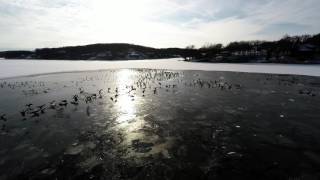 Canadian Geese1