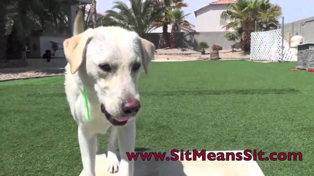 How To Make A Place Board For Dog Training How To Make A Place Board For Dog Training