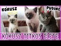 $ KÓKUSZ TITKOS ÉLETE $