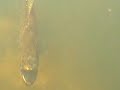 Video de Pescaria no pantanal de um trairao