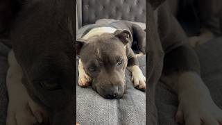 Innocent Until Proven Guilty