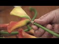 How to Arrange Flowers- Calla Lily Cascade Wedding Bouquet!
