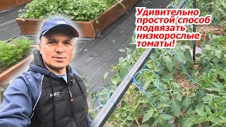 Просто И Быстро- Подвязывание Низкорослых Томатов!