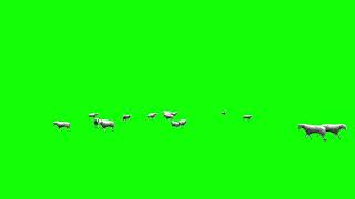 Sheep Flocks Green Screen Animated Pack Of Three