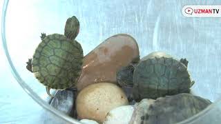 Kaplumbağalar nasıl çiftleşir