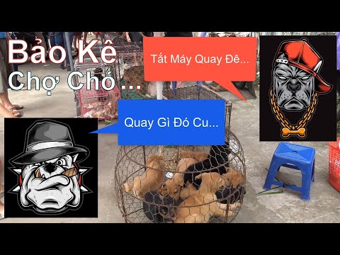 Gặp Bảo Kê - Khi Quay Video tại Chợ Chó Cảnh Hà Đông/ NhamTuatTV - Dog in Vietnam