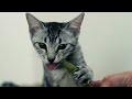 KITTY EATS ASPARAGUS