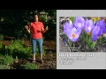 Planting Saffron Crocus (10/8/11)