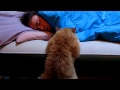 cute cat