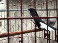 chích chòe than hót múa xòe mến người của toancanfly clip 2