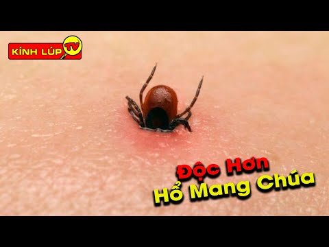 🔥 5 Loài Động Vật Nguy Hiểm, Có Vết Cắn Đáng Sợ Hơn Cả Hổ Mang Chúa | Kính Lúp TV