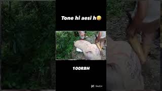 Sayri