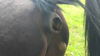 Horse Poops 6