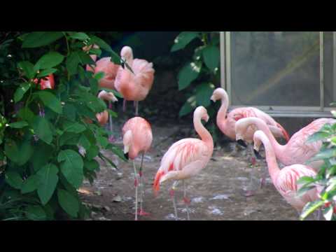 チリーフラミンゴとベニイロフラミンゴ （Chilean flamingo and Caribbean flamingo）