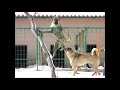 Turkish Kangal Vs Kurdish Kangal