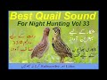 Batair ki Awaz , Batair Sound vol 33 , Common Quail Sound 2019