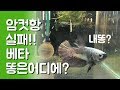 글라스장의 베타일기- 암컷항은 망했습니다(베타똥으로 베타놀아주기)