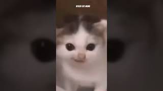 Cute German Cat Meme Hitler Cat