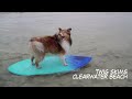 TWIG SKIMS CLEARWATER BEACH - Skimboarding Dog