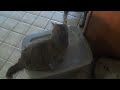 Clevercat Top Entry Litterbox DIY Do It Yourself