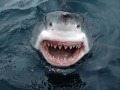 Great White Shark Jaws Music Great White Shark Jaws Music