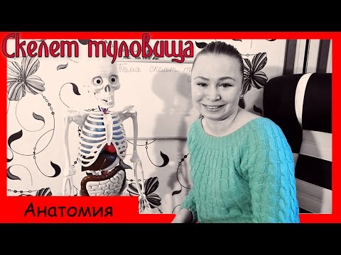 Скелет туловища. Позвоночник, грудная клетка. Урок биологии №58. Скелет туловища. Позвоночник, грудная клетка. Урок биологии №58.