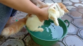 Cara memandikan kucing persia