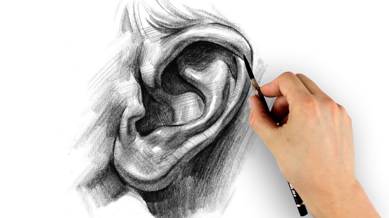 How to Draw Ears - Step by Step - YouTube