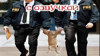 Я Сосисок Не Брал! Приколы С Котами С Озвучкой! Смешные Животные!