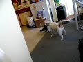 jack russell dog vs kitten