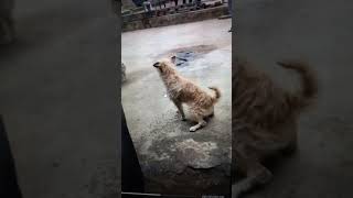 Perro Perreando