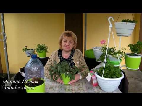 Как поливать фуксию летом Как поливать фуксию летом
