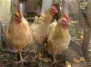 Mad City Chickens (trailer #3)