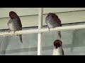 Preening Munias- Lonchura punctulata